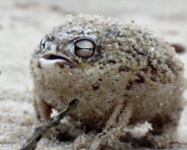 This Looks Like A Cute Frog In The Desert, But Wait Until You See Him Get Angry…