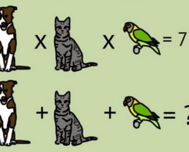 Each Animal Represents A Number. Can You Solve This Problem That Stumped Everyone Else?
