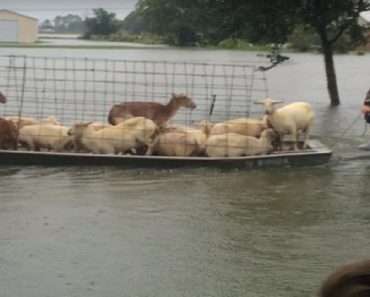 People Are Risking Their Lives In An Attempt To Save Animals In Louisiana Floods
