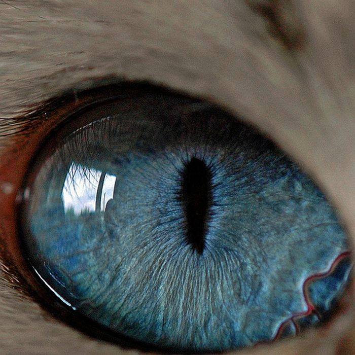 Try Guessing Which Animals Eyes Belong To Which Species