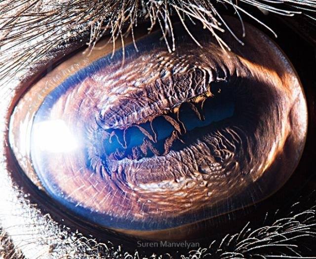 animals eyes