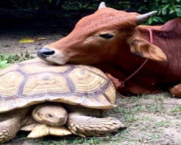 Giant Tortoise And Baby Calf Are Obsessed With Each Other