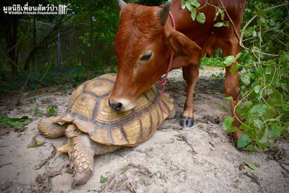 baby cow and giant tortoise