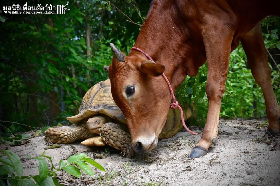 baby cow and giant tortoise