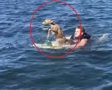 Man Rescues Baby Deer From The Middle Of A Lake