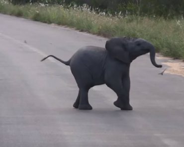 Baby Elephant Playing With A Flock Of Birds Will Instantly Put A Smile On Your Face