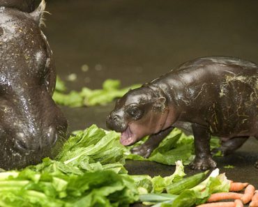 Compilation Of Adorable Baby Hippos That Will Make Your Day