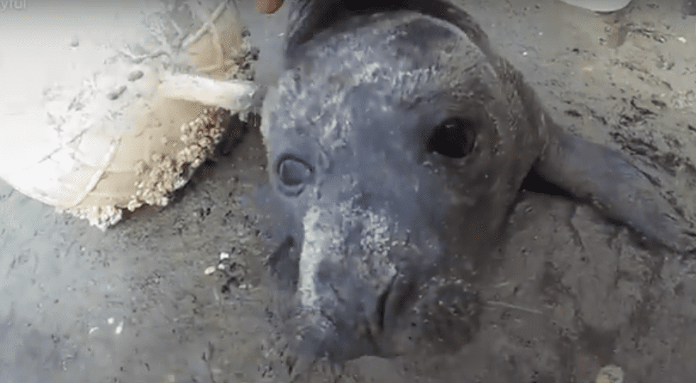 baby seal rescue