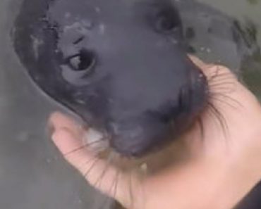 Baby Seal Who Was Stranded On A Beach, Was Rescued By Nearby Campers