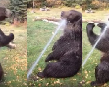 Bear Completely Loses His Mind After Discovering A Water Sprinkler