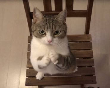 Adorable Fluffy Cat Performs This Trick To Get Everything He Wants