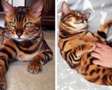 Meet Thor, A Bengal Cat With Beautiful Fur And Stunning Eyes