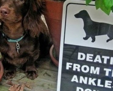 Hilarious “Beware of Dog” Signs For Every Type Of Dog
