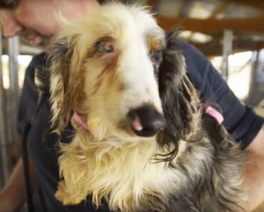 Blind Dog Is Rescued From Horrible Puppy Mill Conditions