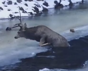 Buck Falls Into Frozen River, But Look Very Closely At Who Comes To His Rescue…