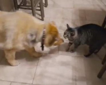 Cat’s Emotional Reaction To Reunion With Blind Dog