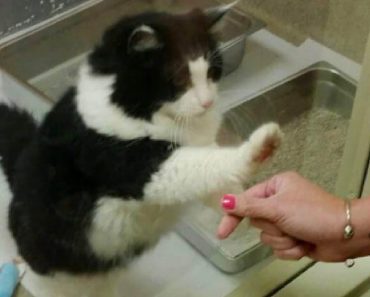 Shelter Cat Kept Pawing At The Window Until Someone Rescued Her