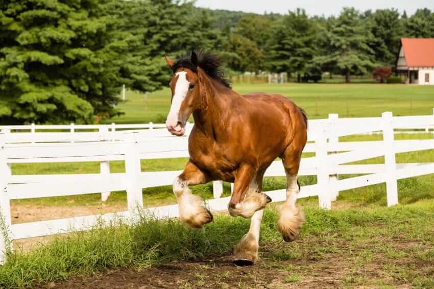 clydesdale pony
