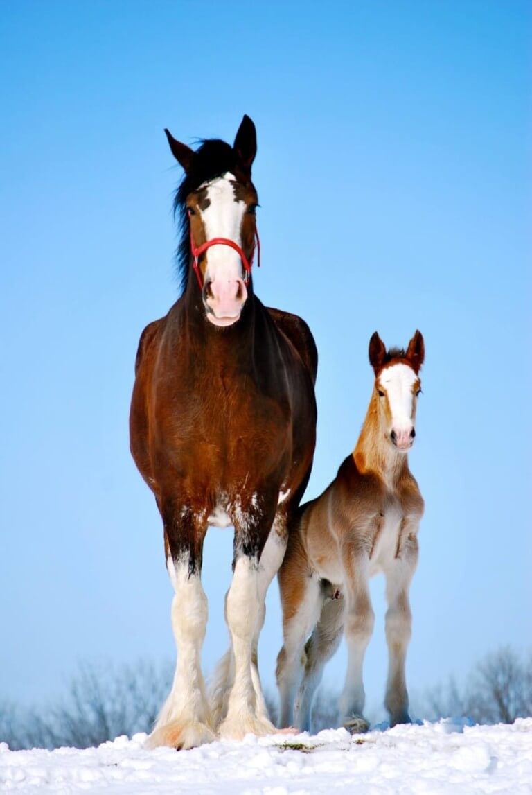 clydesdale pony