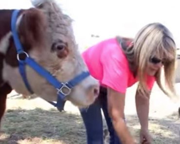 Confused Cow Thinks He Is A Dog And It Is Totally Hilarious
