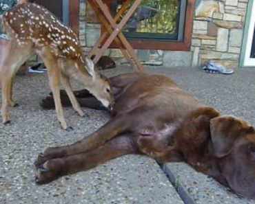 Family Dog Nurses Baby Deer Back To Health After He Lost His Mother