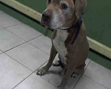 Senior Dog Adopted – And Then Returned To Animal Control One Hour Later