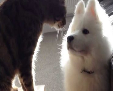 Owner Brings Home A Puppy One Day, The Cat’s Reaction Is Too Funny