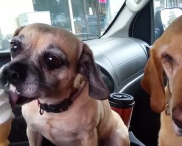 Dogs Get A Surprise Ice Cream Cone, How They Respond Is Too Cute For Words
