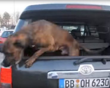 Dog Jumps Out Of The Car When He Spots His Military Dad