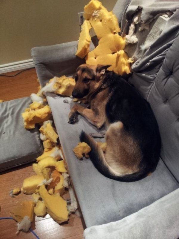 dog making mess