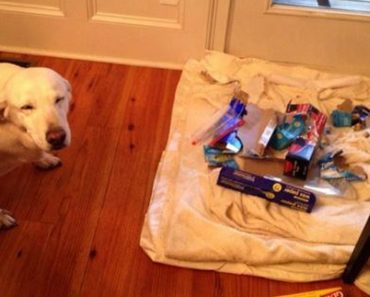 24 Pets Who Have No Idea Who Made These Messes