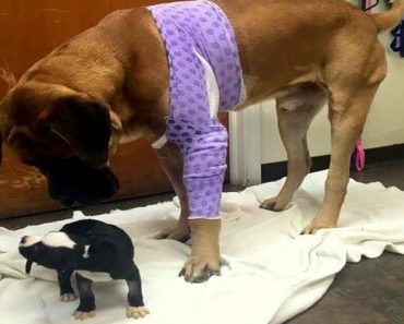 When Two Dogs Meet At The Hospital, They Become Each Other’s Saviors