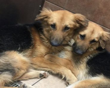 After Being Dumped At A Shelter, Two Dogs Cannot Stop Hugging Each Other