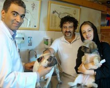 Iranian Veterinarian Is Fighting To Give Dogs’ Rights