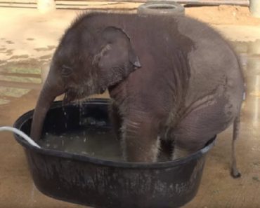 Baby Elephant Chooses Wrong Tub For Bathing And Mom’s Reaction Will Make You Smile