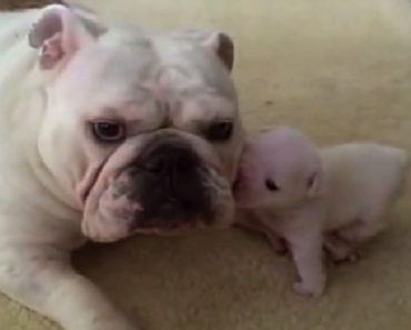 This English Bulldog Mom Is Trying To Help Her Puppy When He Throws The Cutest Temper Tantrum You’ve Ever Seen!