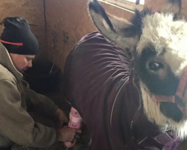 Equine Animals Now Have Hope With Broken Legs