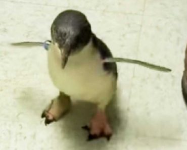 Tiny Fairy Penguin Becomes An Overnight Sensation When He Does This…