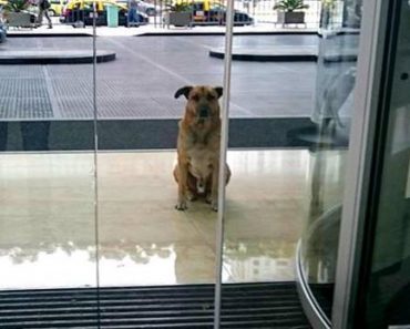 Flight Attendant Adopts A Stray Dog Who Never Stopped Waiting For Her
