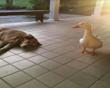 Duck Randomly Appears On This Family’s Porch To Help Cheer Up Their Heartbroken Dog