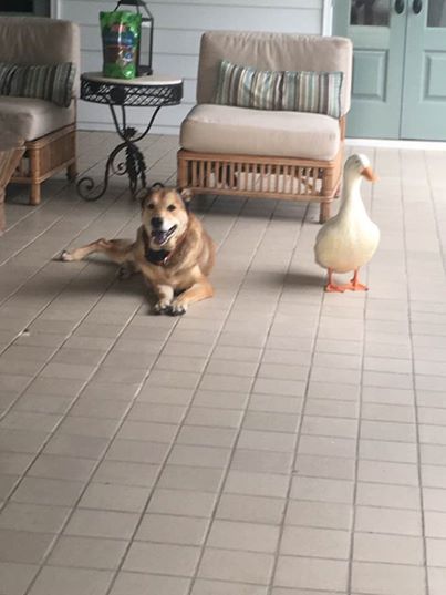 friendly duck