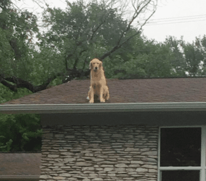 golden retriever on roof