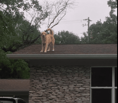golden retriever on roof