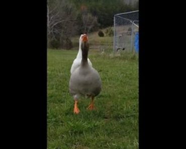 Geese Scream In Excitement Upon Owner’s Return