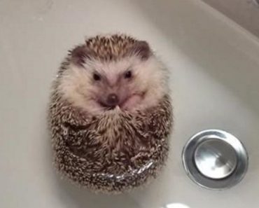 Hedgehog Curls Into Ball, Floats During Bath