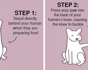 Here Are 5 Easy Tricks To Train Your Human That Every Dog Needs To Know