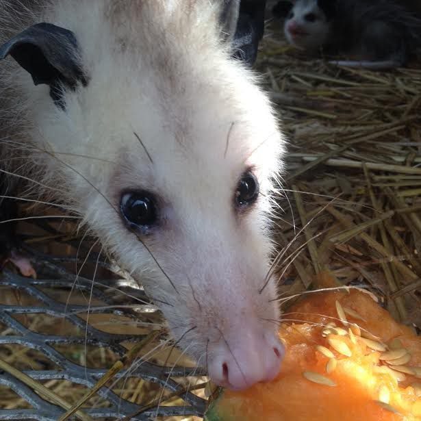 injured opossum mom