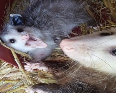 Injured Opossum Mother Shows Up On Doorstep To Get Help For Her Babies