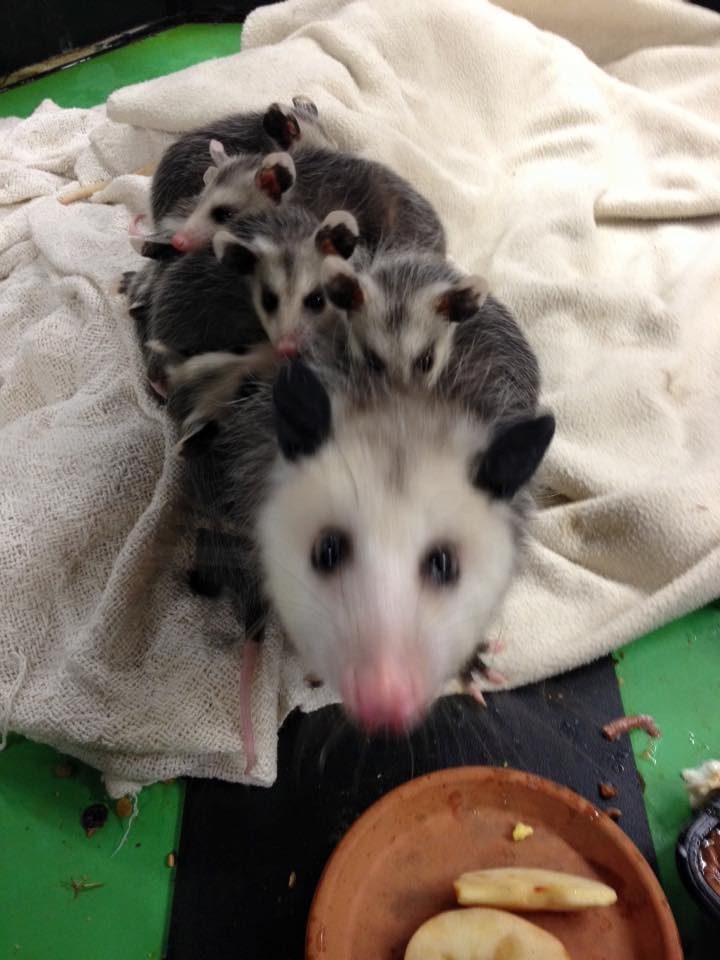 injured opossum mom