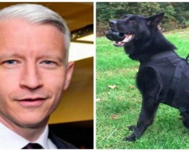 Anderson Cooper Makes Donation To Buy Bullet-Proof Vests For K-9 Dogs